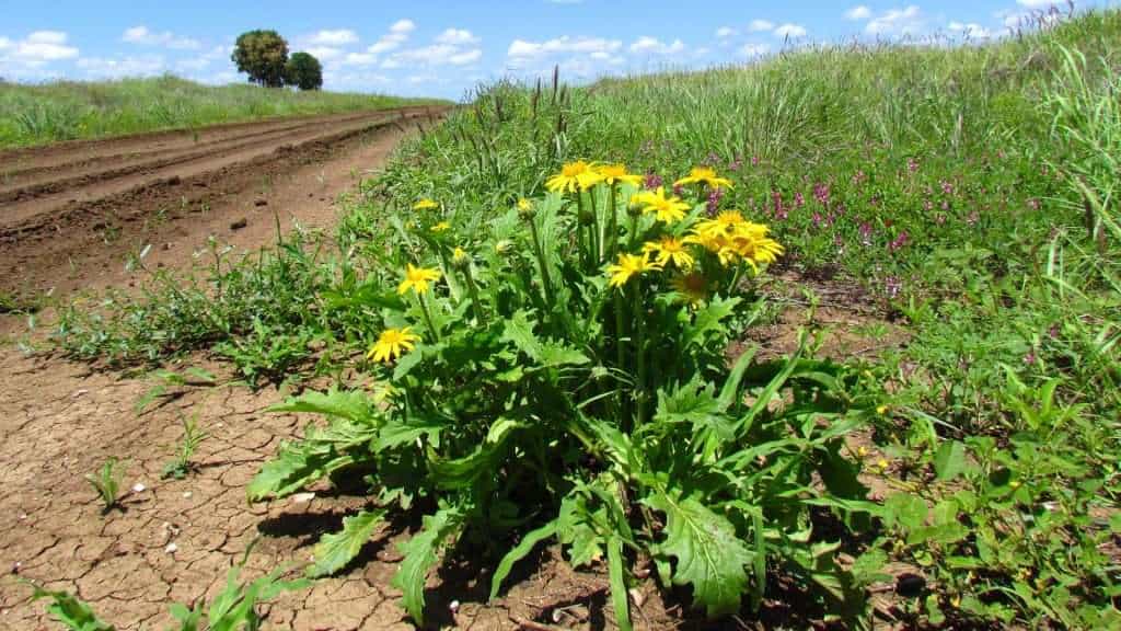 The Darling Daisy cymbonotus maidenii plant